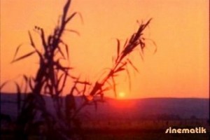 Acı Pirinç Fotoğrafı