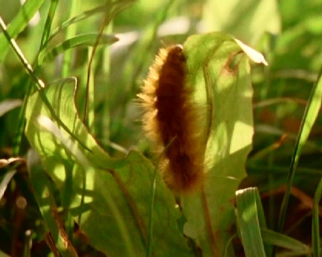 Tehlikeli Masumiyet Fotoğrafı