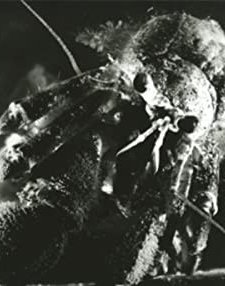 Bernard-l'hermite (1930) afişi