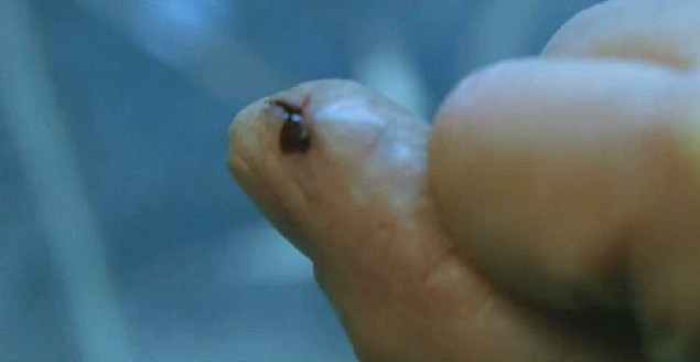 Üçüncü Anne Fotoğrafı