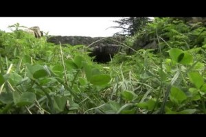 Lazlar: 4000 Yıllık Tarih fotoğrafı