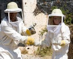 Katil Arılar fotoğrafı