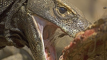 Bbc Hayat - Sürüngenler Ve Amfibiler Fotoğrafı