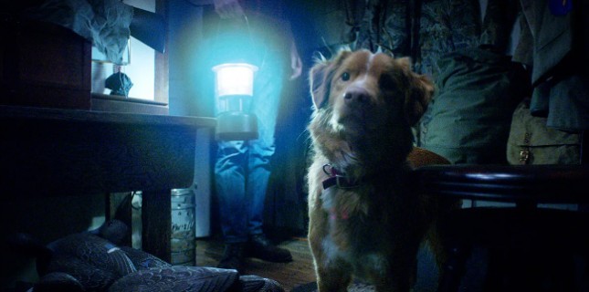 Korku Filmi "Good Boy"dan İlk Fragman Yayınlandı!