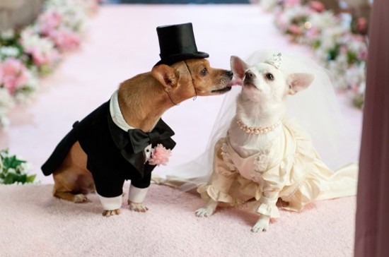 Beverly Hills Chihuahua 2 Fotoğrafı