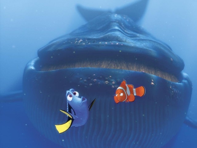 Kayıp Balık Nemo Fotoğrafı