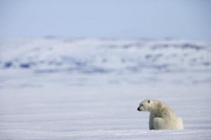 Arctic Tale Fotoğrafı