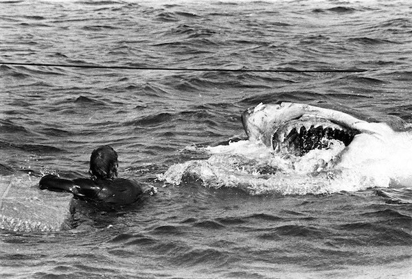 Jaws Fotoğrafları 41