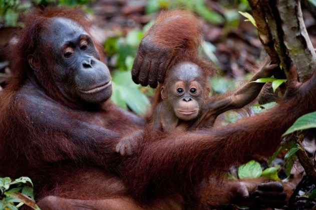 Born To Be Wild Fotoğrafları 2