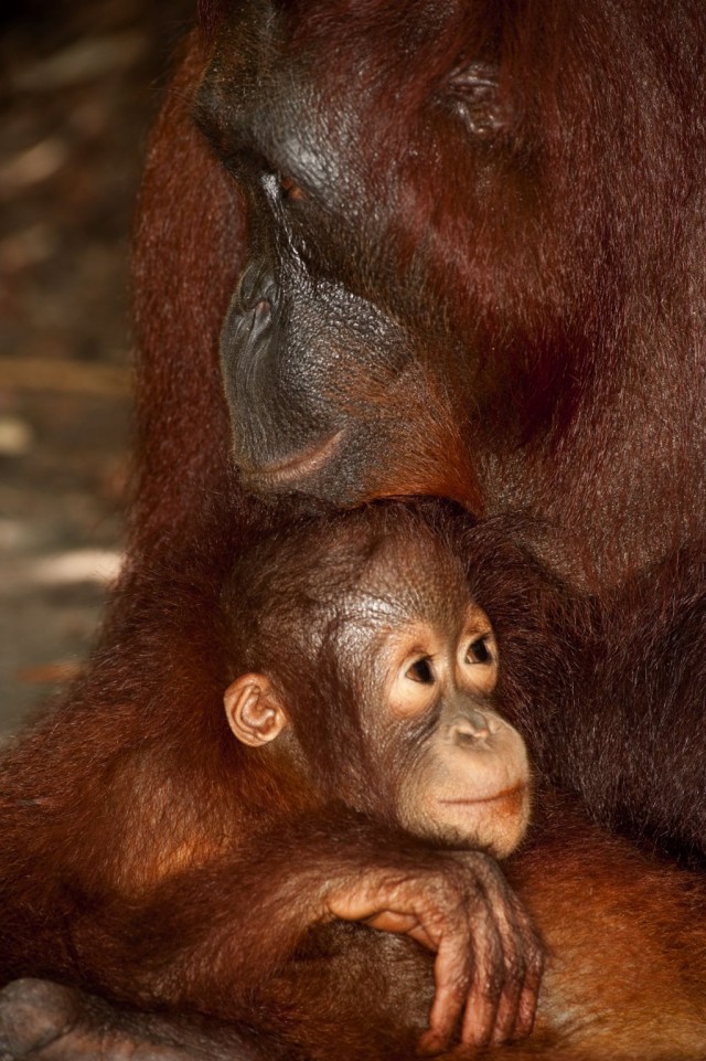 Born To Be Wild Fotoğrafları 11