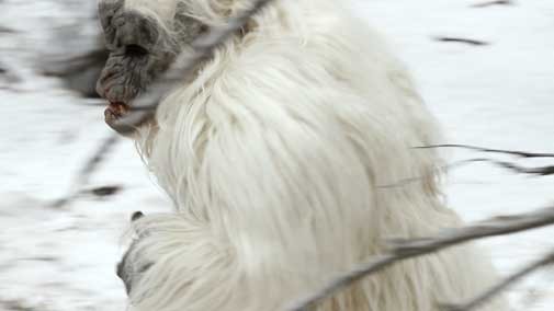 Snow Beast Fotoğrafı