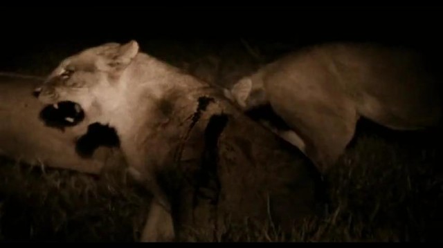 The Last Lions Fotoğrafı