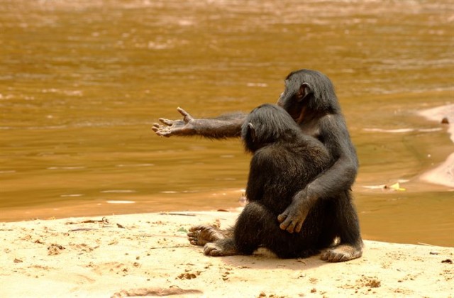 Bonobos Fotoğrafları 5