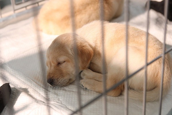 Pâtonâzu Fotoğrafı