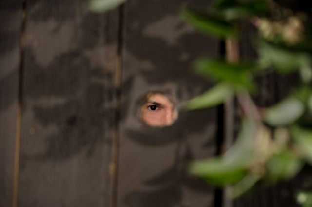 Gül Ağacındaki Şerit fotoğrafı Gül Ağacındaki Şerit fotoğrafı