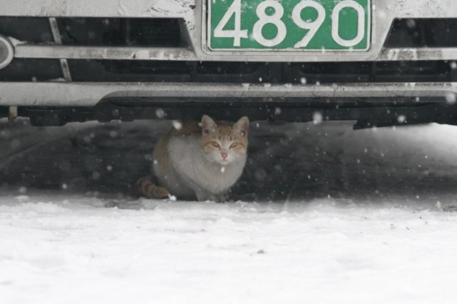 Dancing Cat Fotoğrafı