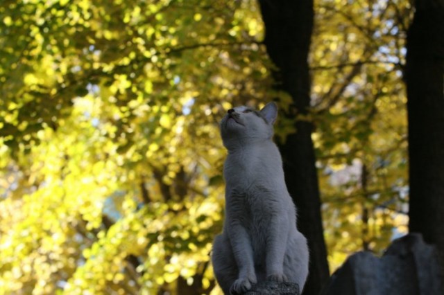 Dancing Cat fotoğrafı