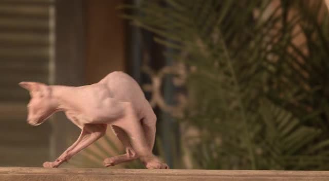 Hazine Bekçileri Fotoğrafı