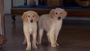 Hazine Bekçileri Fotoğrafı