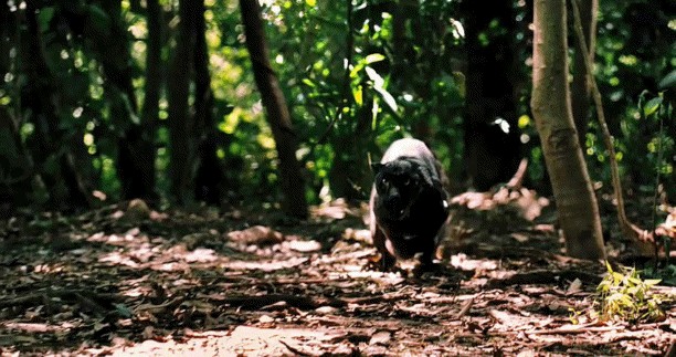 Apokalipto Fotoğrafı