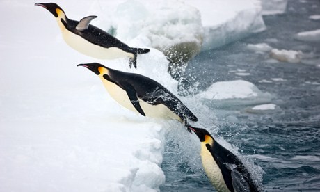 Frozen Planet Fotoğrafları 10