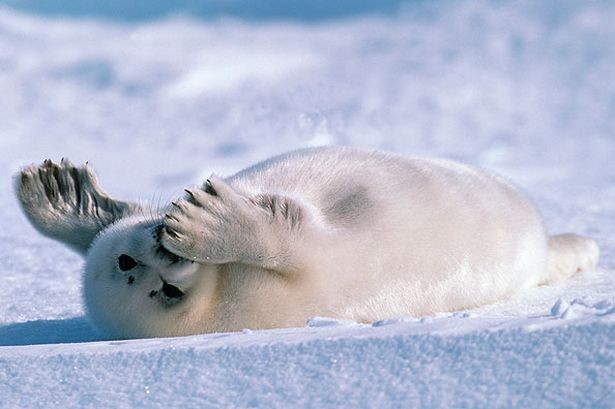 Frozen Planet Fotoğrafı