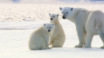 Polar Bears: Spy on the Ice Fotoğrafları 2