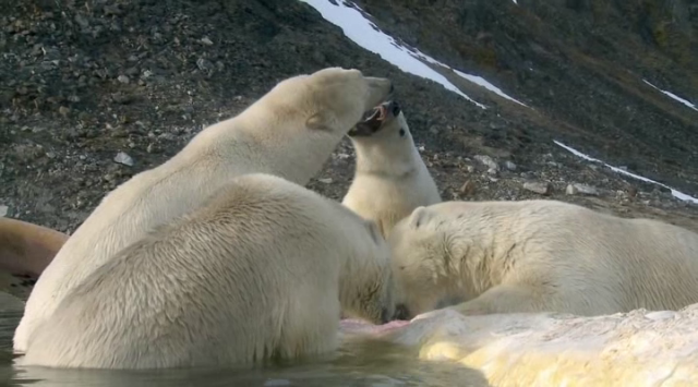 Polar Bears: Spy on the Ice Fotoğrafları 3