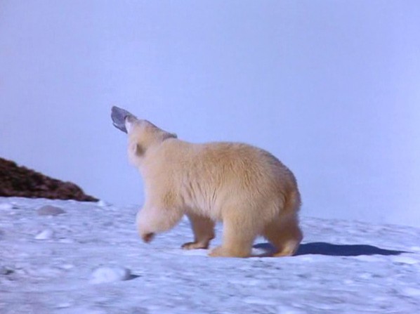 Alaska Fotoğrafı