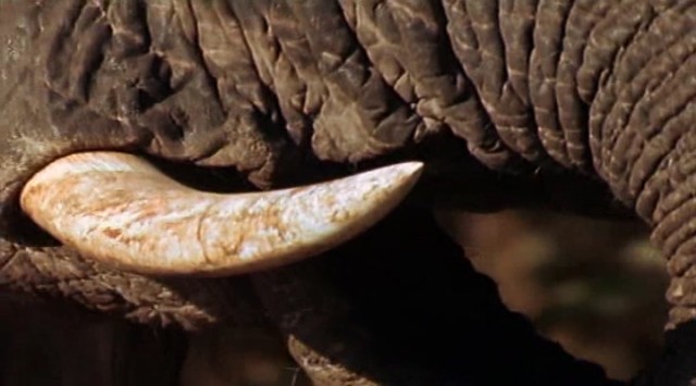 Aslanlarla Yürüyüş Fotoğrafı