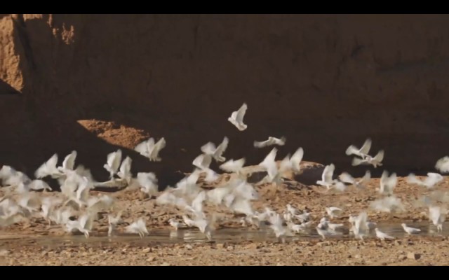 Çöldeki İzler Fotoğrafları 6