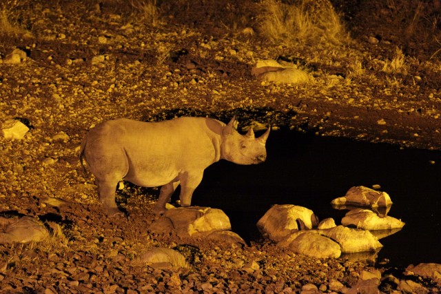 Safari Macerası Fotoğrafı