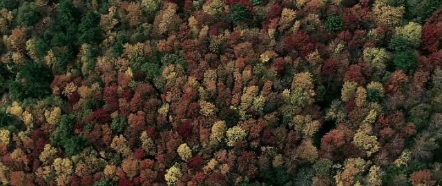 Ölüm Ormanı Fotoğrafları 43