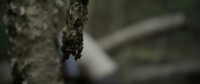 Ölüm Ormanı Fotoğrafı