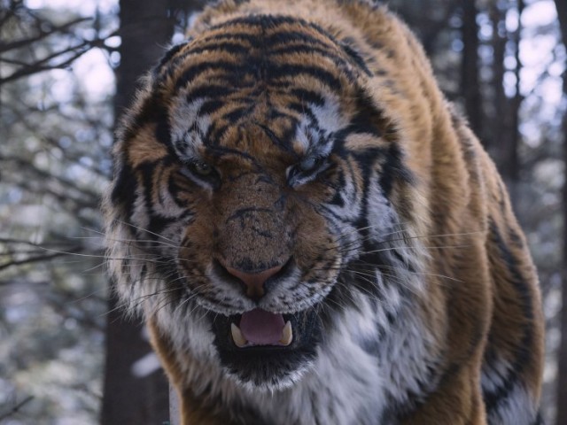 The Tiger fotoğrafı