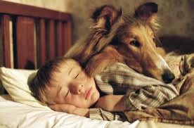 Lassie Fotoğrafları 1