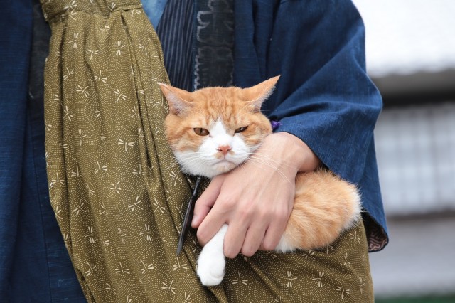Neko Ninja Fotoğrafı