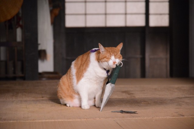 Neko Ninja Fotoğrafı