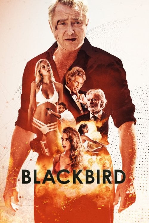 Blackbird Fotoğrafları 1