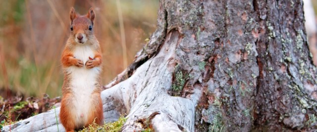 Ailo: Une odyssée en Laponie Fotoğrafları 1