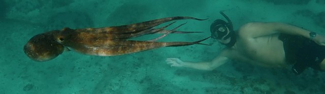 Ahtapottan Öğrendiklerim fotoğrafı