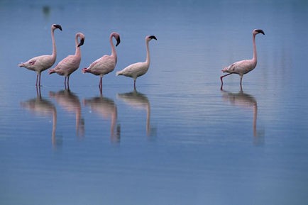 Pembe Kanatlar: Flamingolarin Gizemi Fotoğrafı