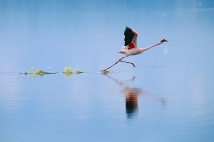 Pembe Kanatlar: Flamingolarin Gizemi Fotoğrafı
