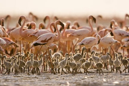 Pembe Kanatlar: Flamingolarin Gizemi Fotoğrafları 15