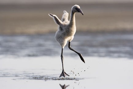 Pembe Kanatlar: Flamingolarin Gizemi Fotoğrafları 18