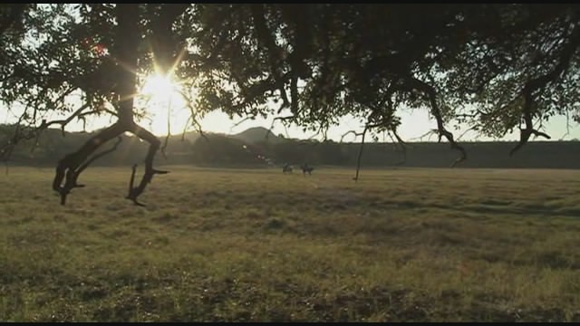 Palo Pinto Gold Fotoğrafları 3