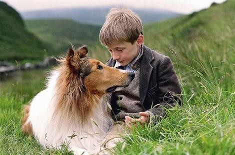 Lassie Fotoğrafları 5