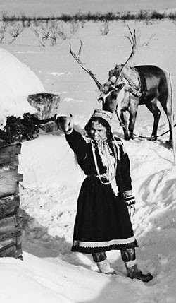 The White Reindeer Fotoğrafı