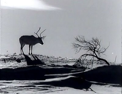 The White Reindeer Fotoğrafı
