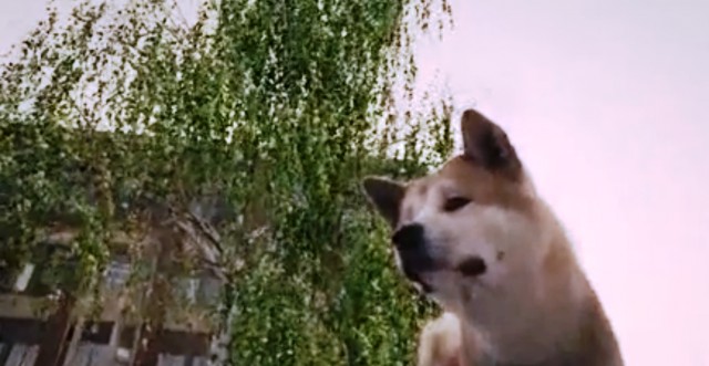 Hachi: Bir Köpeğin Hikayesi Fotoğrafları 21